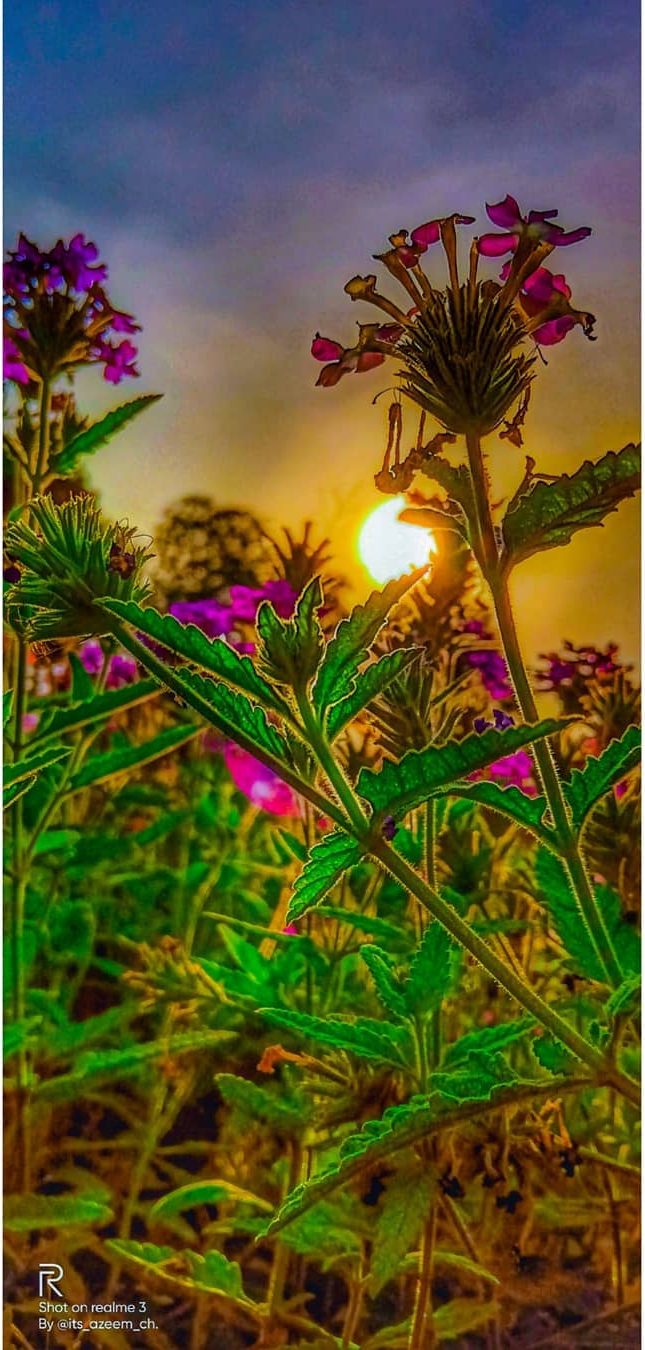 Wildflower, Sunlit — nature photograph by Muhammad Azeem