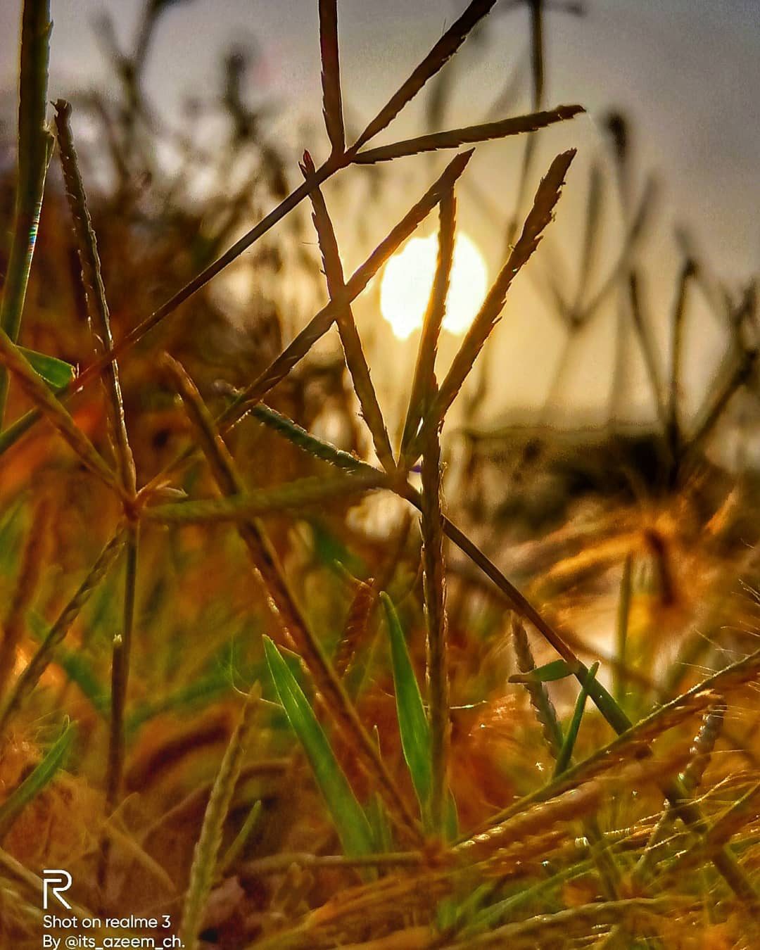 Grass Against the Sun — nature photograph by Muhammad Azeem