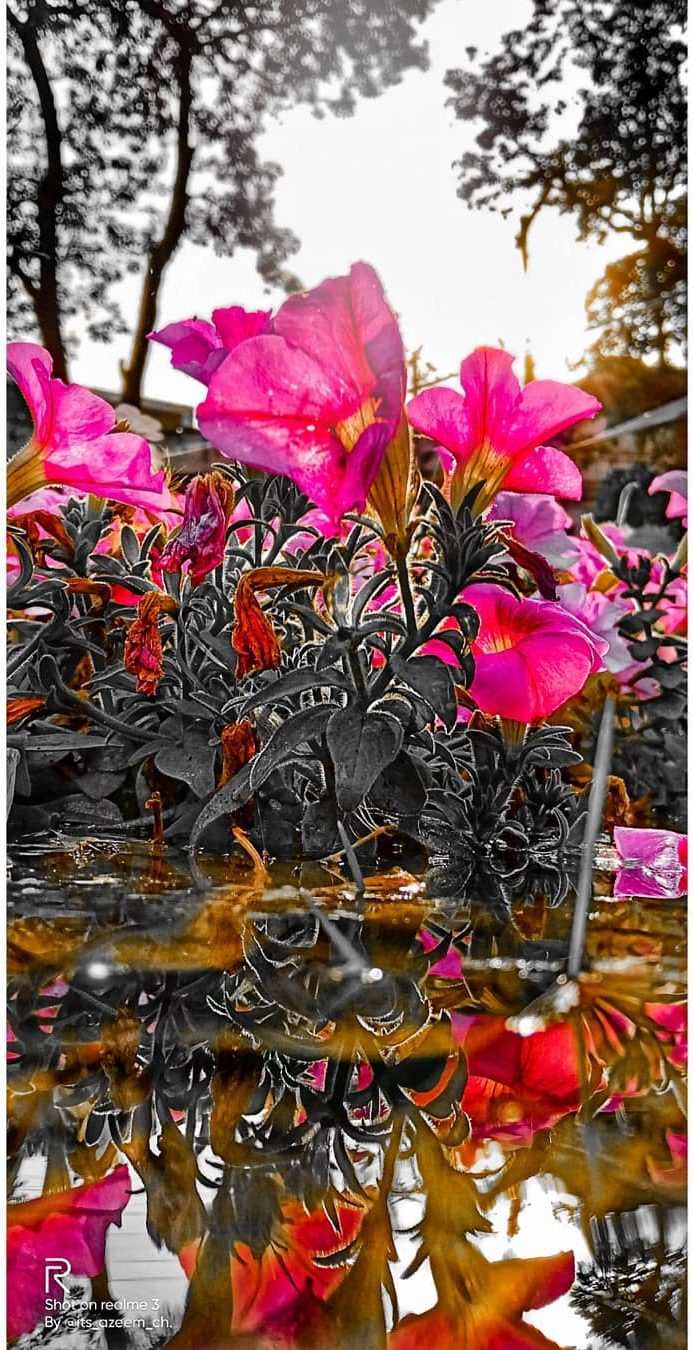 Bougainvillea — nature photograph by Muhammad Azeem