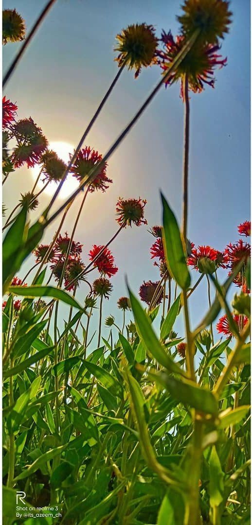 Reaching Up — nature photograph by Muhammad Azeem