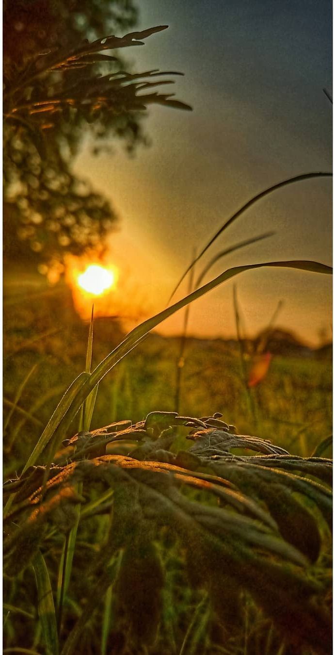 Last Light in the Grass — golden hour photograph by Muhammad Azeem