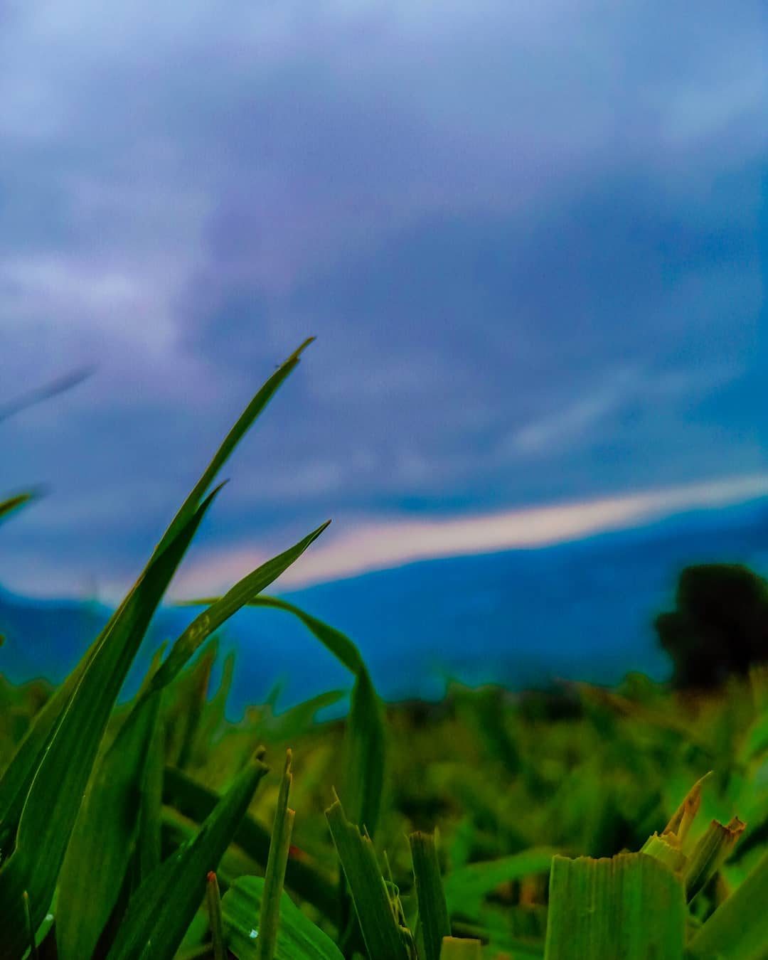 Blades at Dusk — nature photograph by Muhammad Azeem