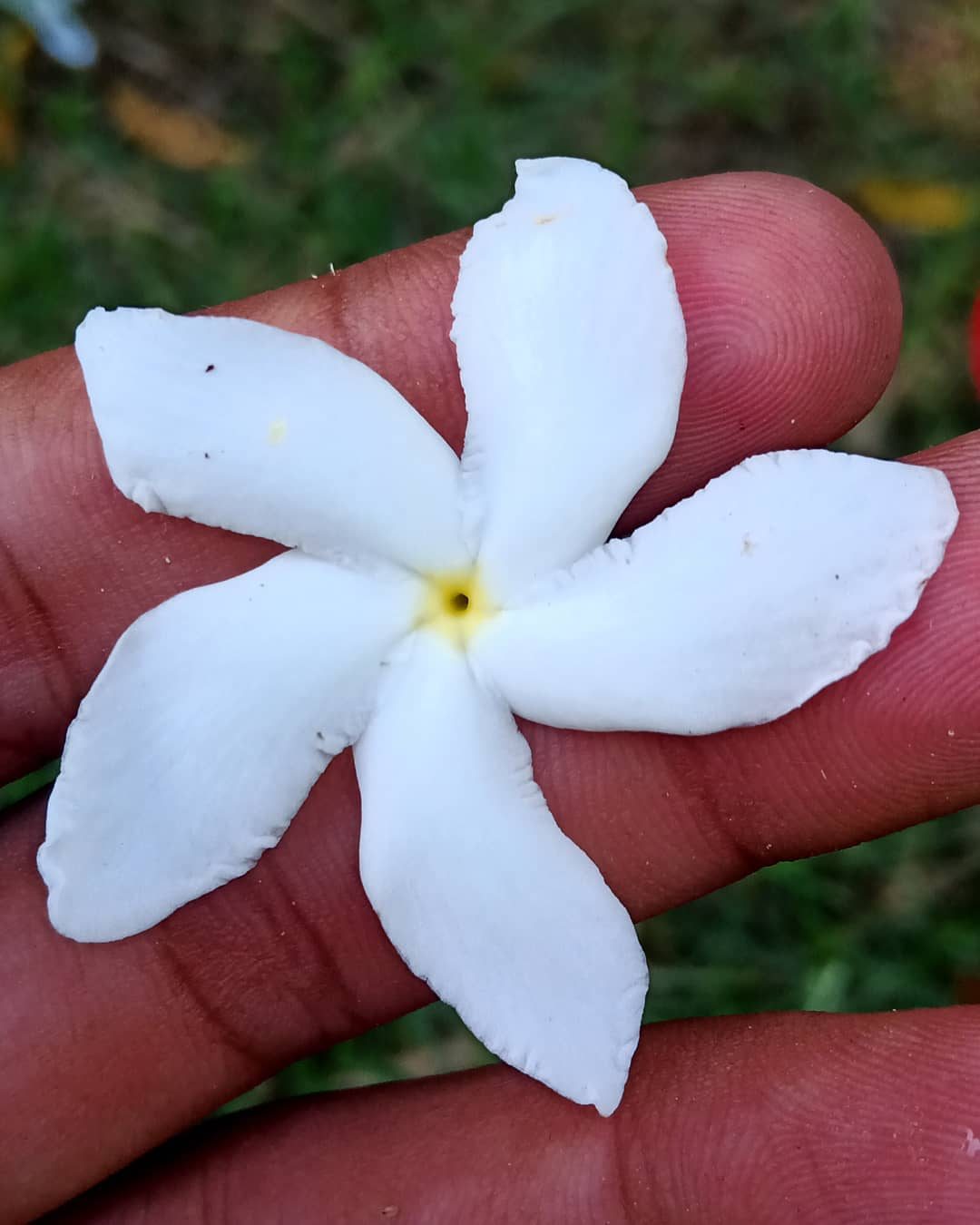 Five Petals — nature photograph by Muhammad Azeem