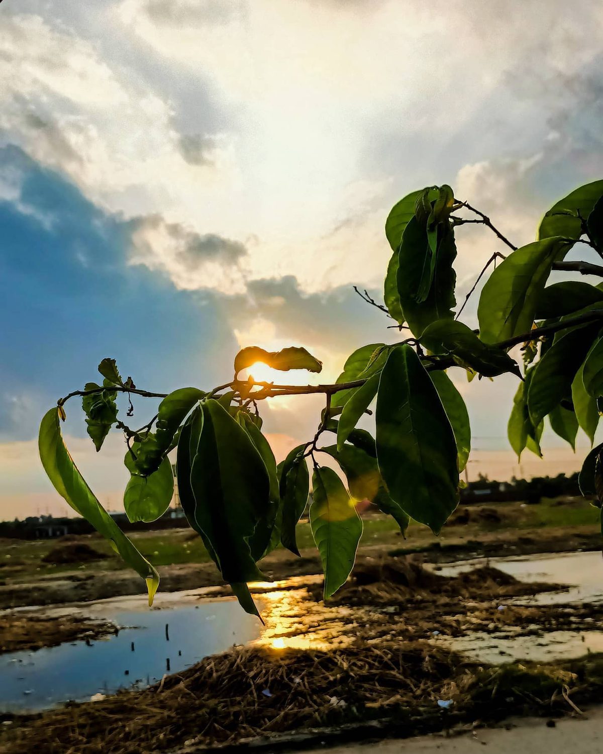 Backlit Leaves — golden hour photograph by Muhammad Azeem