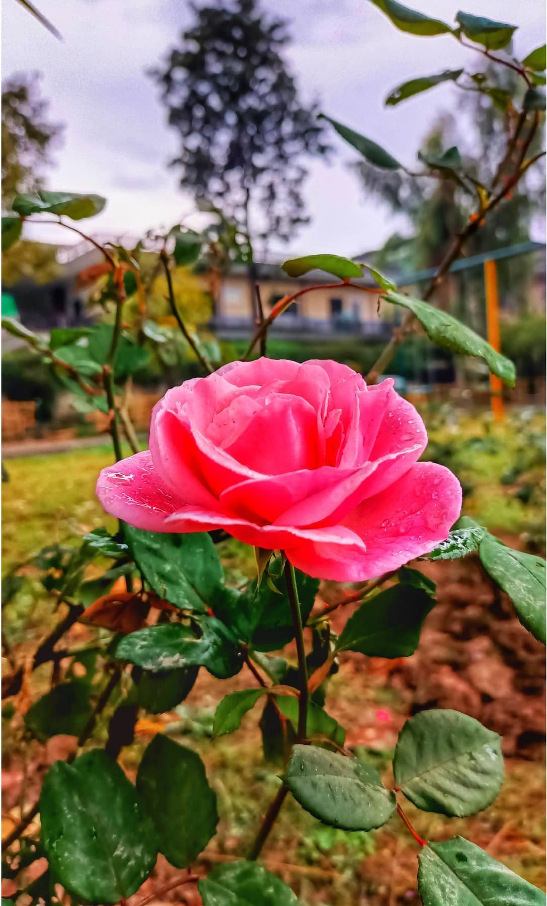 One Rose — nature photograph by Muhammad Azeem
