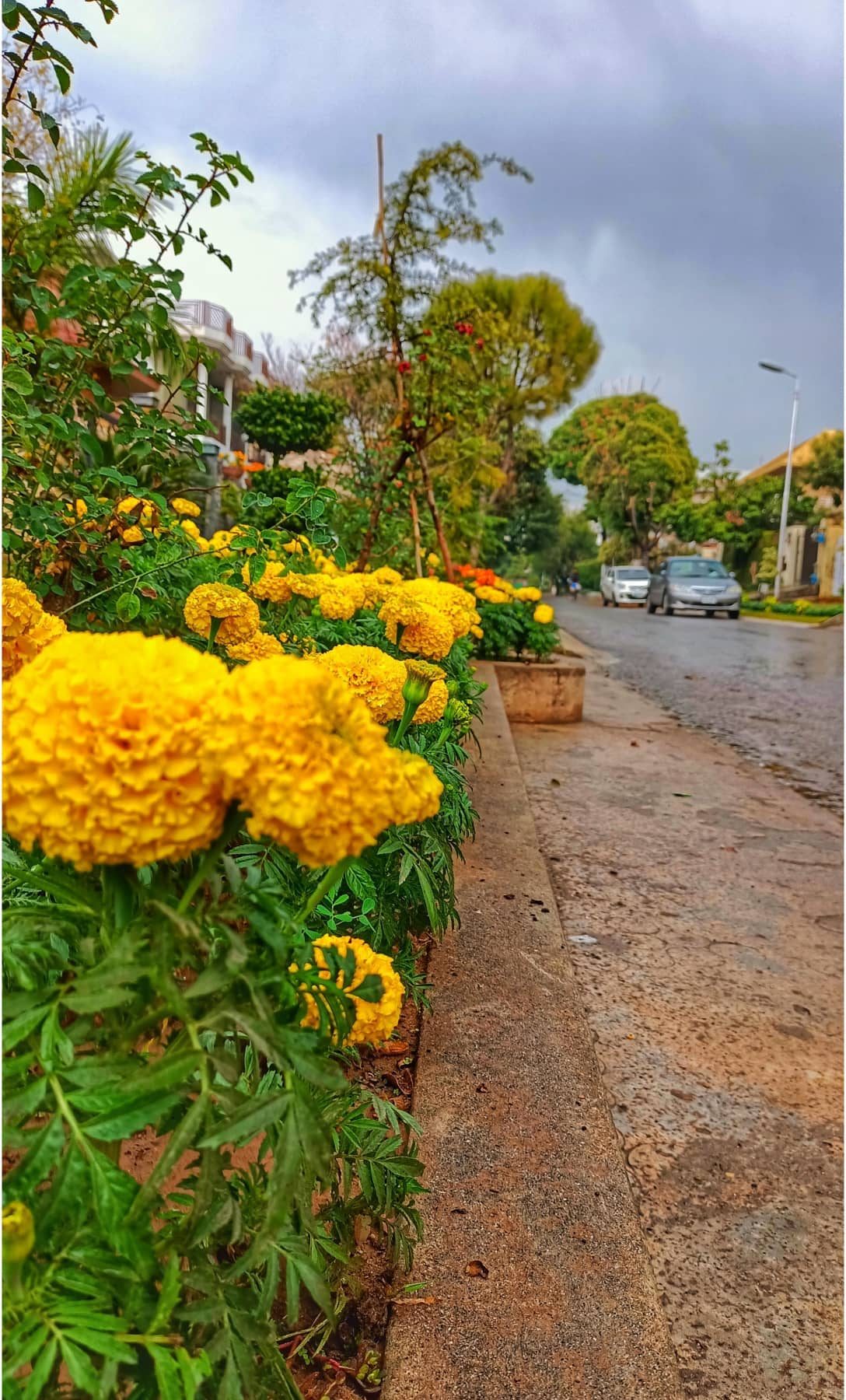 Marigold Verge — nature photograph by Muhammad Azeem