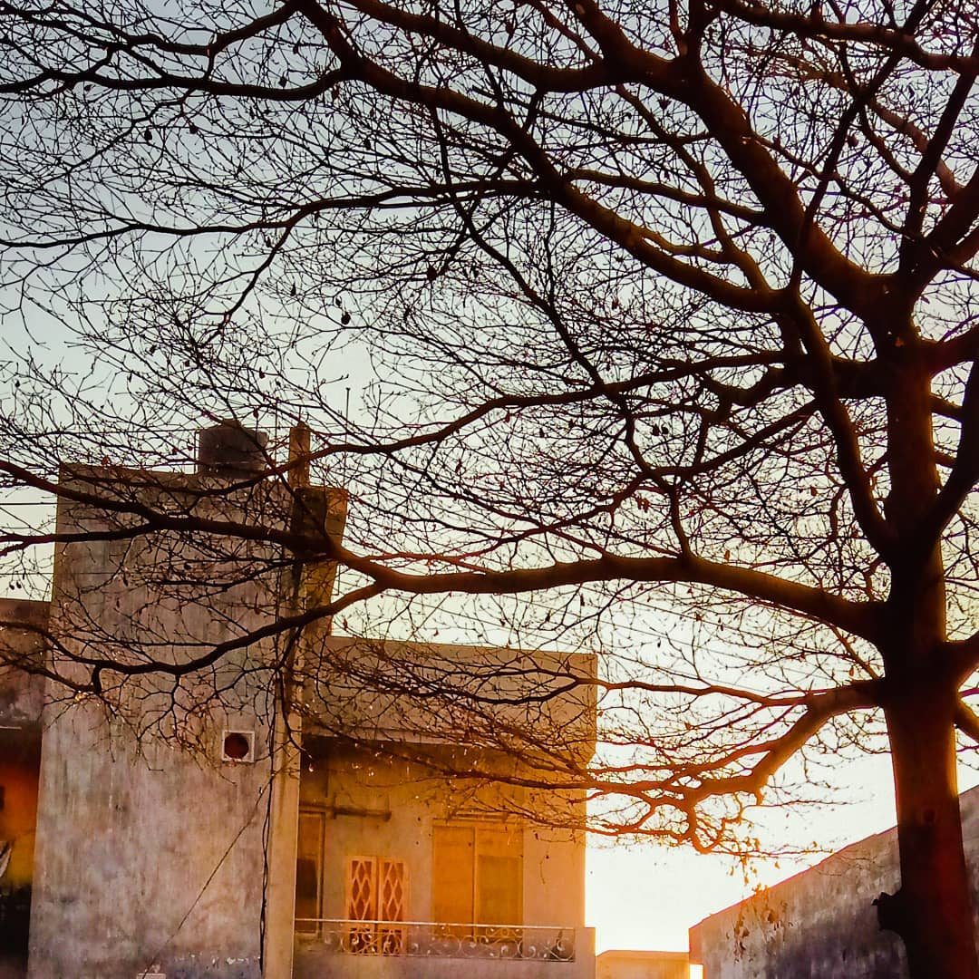 Bare Branches, Warm Wall — golden hour photograph by Muhammad Azeem