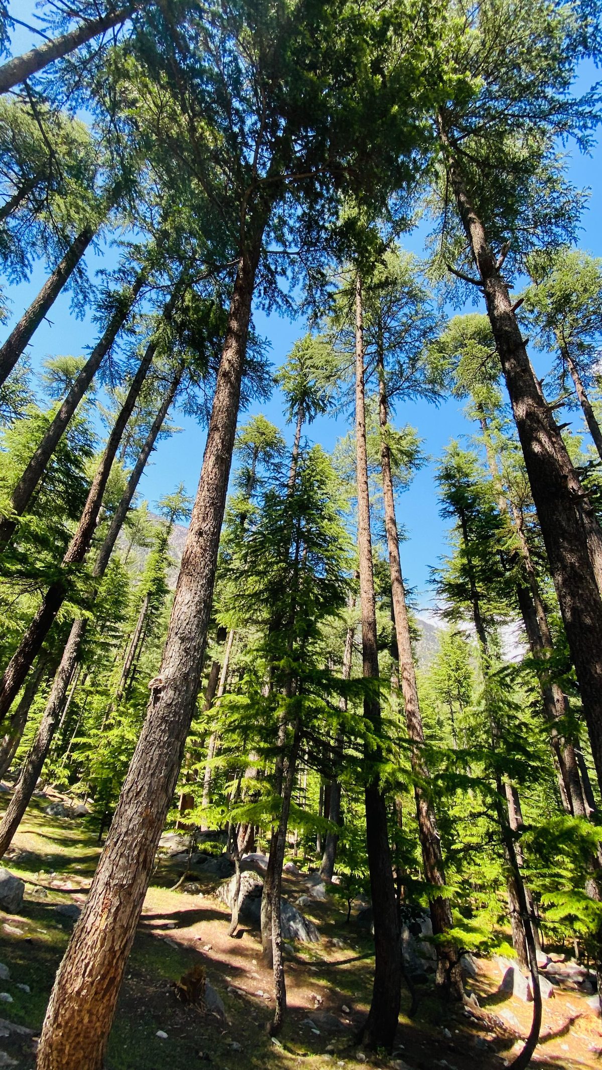 Tall Timber — mountains photograph by Muhammad Azeem